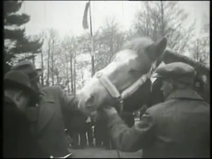 Kontich: paardenkeuring 1947